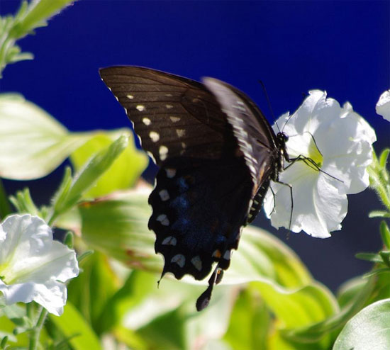 ������� - ��������