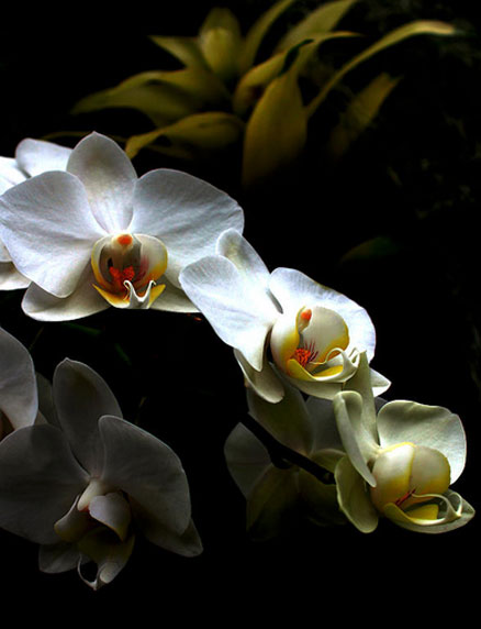 ����� ������� - ��������