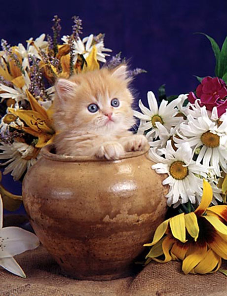 ������� � ������ - ��������