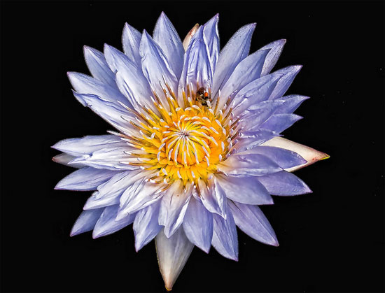 ����� �� ������ - ��������