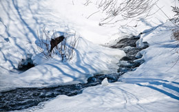 9 апреля - Матрена Настовица, Полурепица