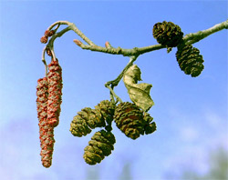 17 апреля - Иосиф Песнопевец, Ольховые смотрины