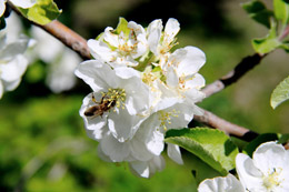 19 апреля - Евтихий Тихий да Ерема Пролетный