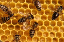 30 апреля - Зосима Пчельник